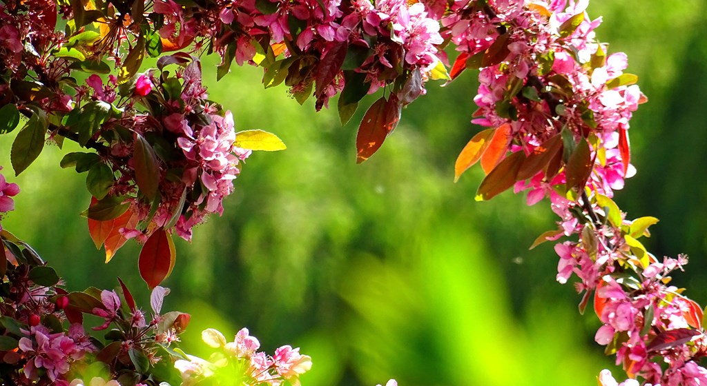 Gardening for Wildlife